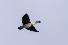 Sarkidiornis melanotos