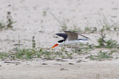 Rynchops flavirostris