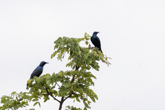 Lamprotornis acuticaudus ecki