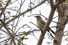Cercotrichas leucophrys ovamboensis