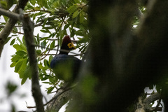 Musophaga rossae