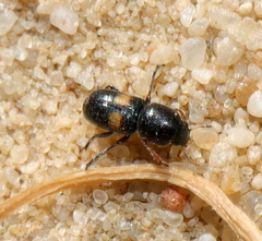 Urodontinae