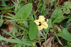 Hewittia malabarica