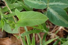 Hewittia malabarica