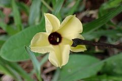 Hewittia malabarica