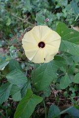 Hewittia malabarica