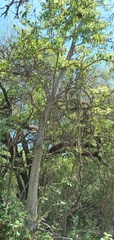 Phytolacca dioica