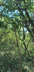 Phytolacca dioica