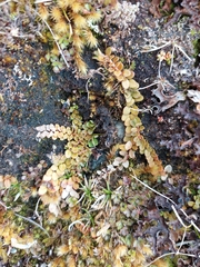 Epilobium brunnescens