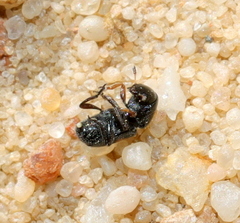 Urodontinae
