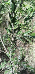 Aspidosperma quebracho-blanco
