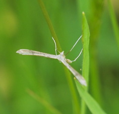 Stenoptilia
