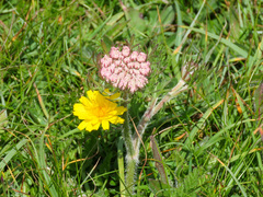 Daucus carota gummifer