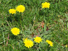 Leontodon saxatilis saxatilis