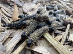 Perga affinis