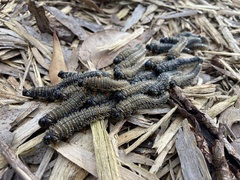 Perga affinis