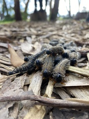 Perga affinis