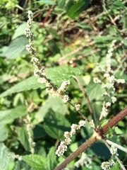 Urtica membranacea