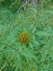 Media resource of Bidens vulgata