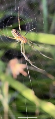 Leucauge
