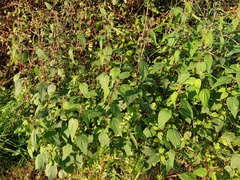 Urtica membranacea