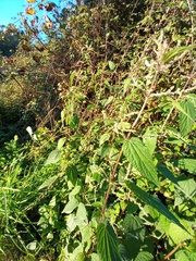 Urtica membranacea