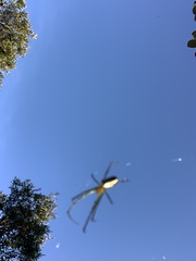 Leucauge