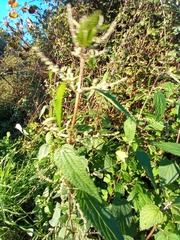 Urtica membranacea