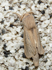 Phragmataecia castaneae