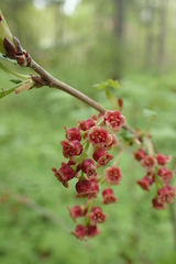 Ribes latifolium