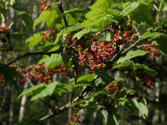 Ribes latifolium