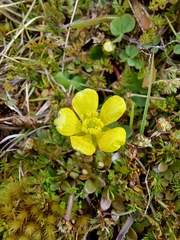 Ranunculus gracilipes