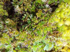 Ranunculus gracilipes