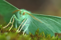 Geometra papilionaria