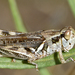 Tiny Spur-throat Grasshopper - Photo (c) Steven Mlodinow, some rights reserved (CC BY-NC), uploaded by Steven Mlodinow