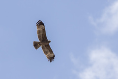 Hieraaetus wahlbergi