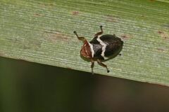 Bathyllus albicinctus