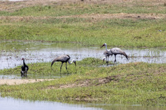 Bugeranus carunculatus