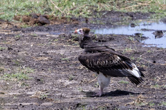 Trigonoceps occipitalis