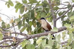 Centropus senegalensis