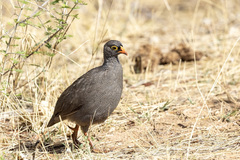 Pternistis adspersus