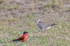 Streptopelia capicola