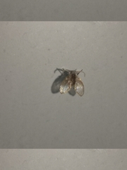 Clogmia albipunctata