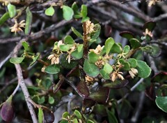Dodonaea bursariifolia