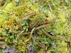 Microseris scapigera