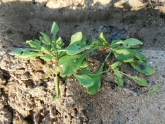 Rumex bucephalophorus