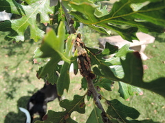 Disholcaspis mellifica