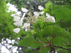 Hydrangea hydrangeoides