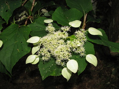 Hydrangea hydrangeoides