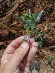 Malva multiflora